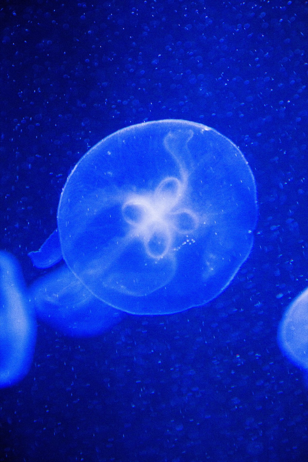 Ozeaneum