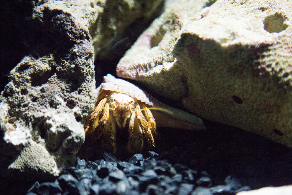 Ozeaneum