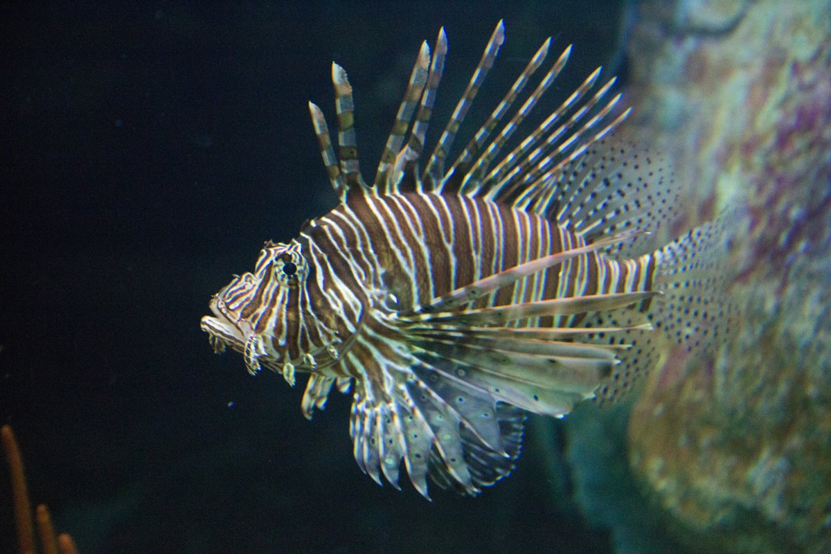 Ozeaneum