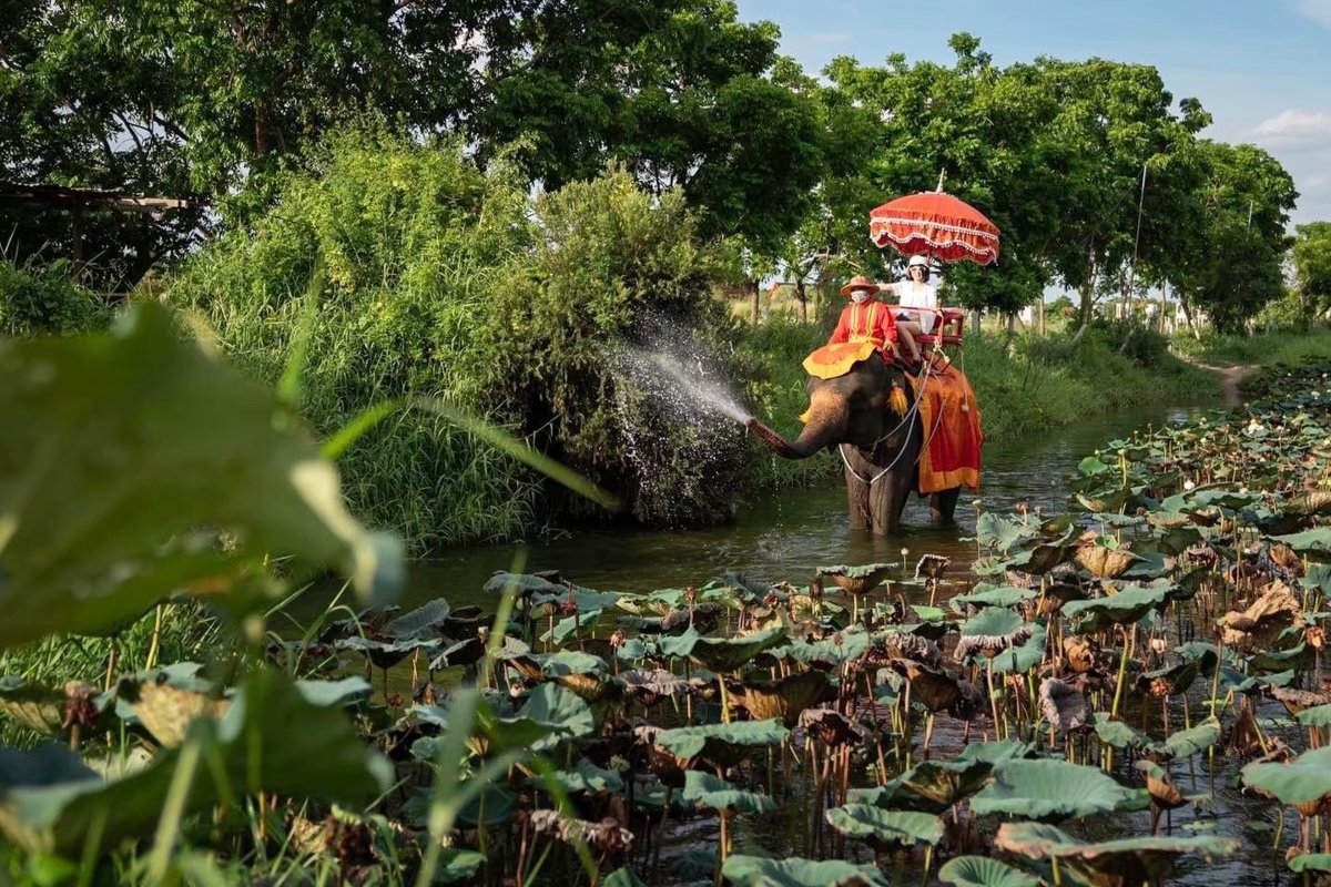 Ayutthaya + Löwenpark + Elefantenreiten