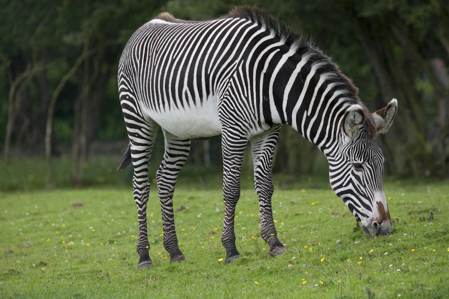 カオキオ動物園