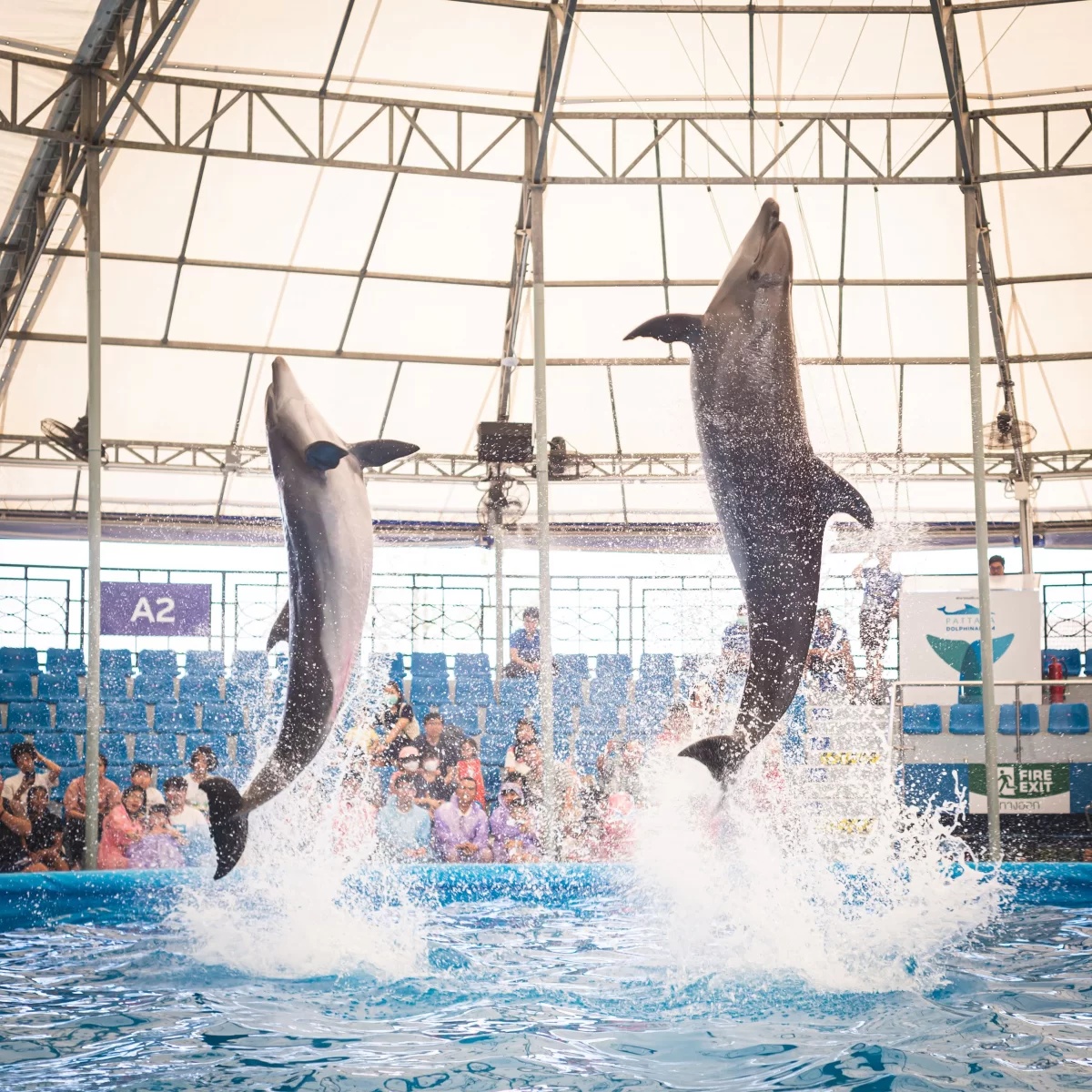 Delfinarium