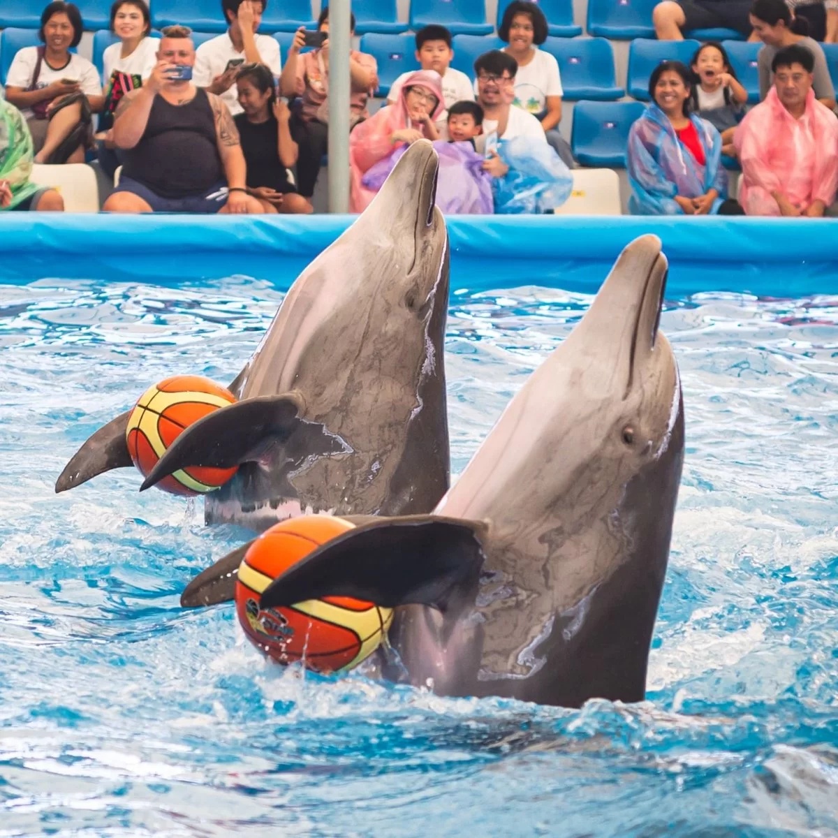 Delfinarium