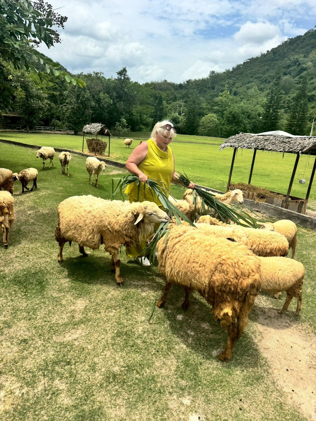 PARQUE DE ALPACAS