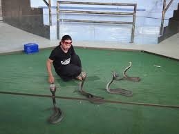Snake Show