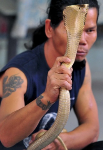 Snake Show