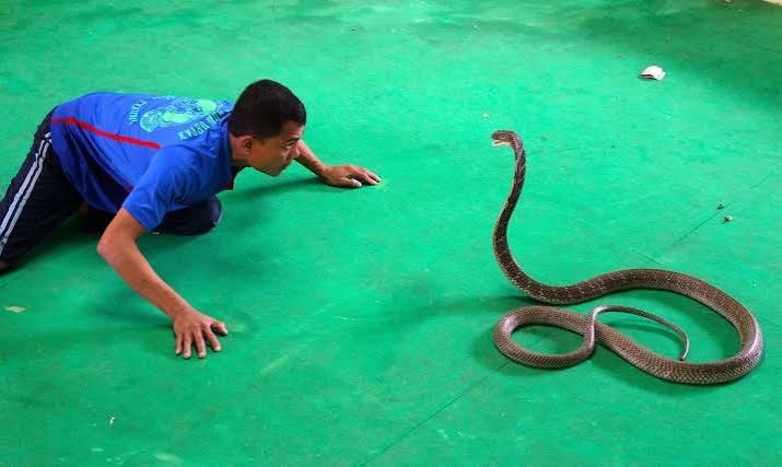 Snake Show