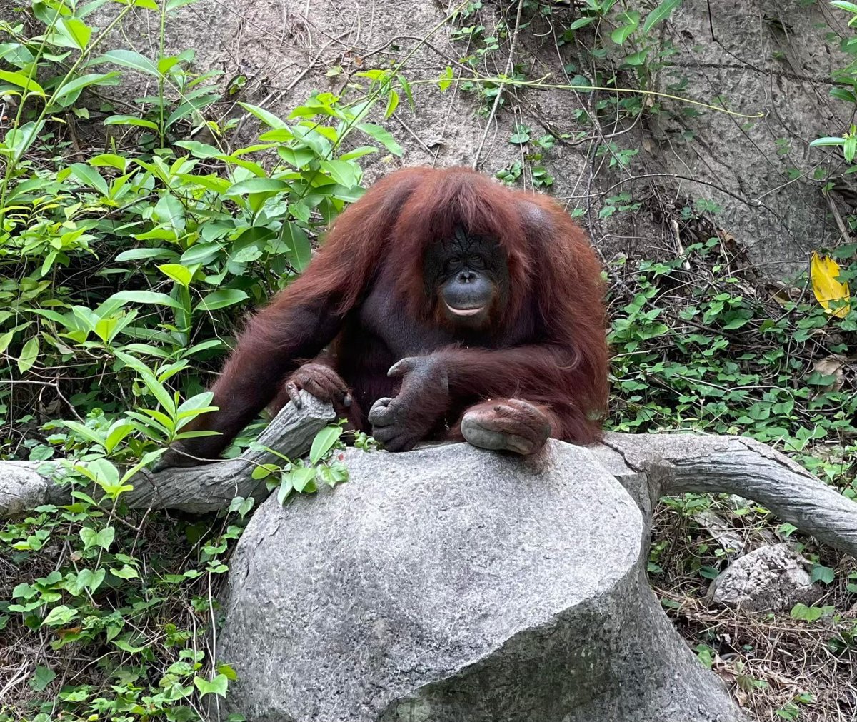 Thai Safari