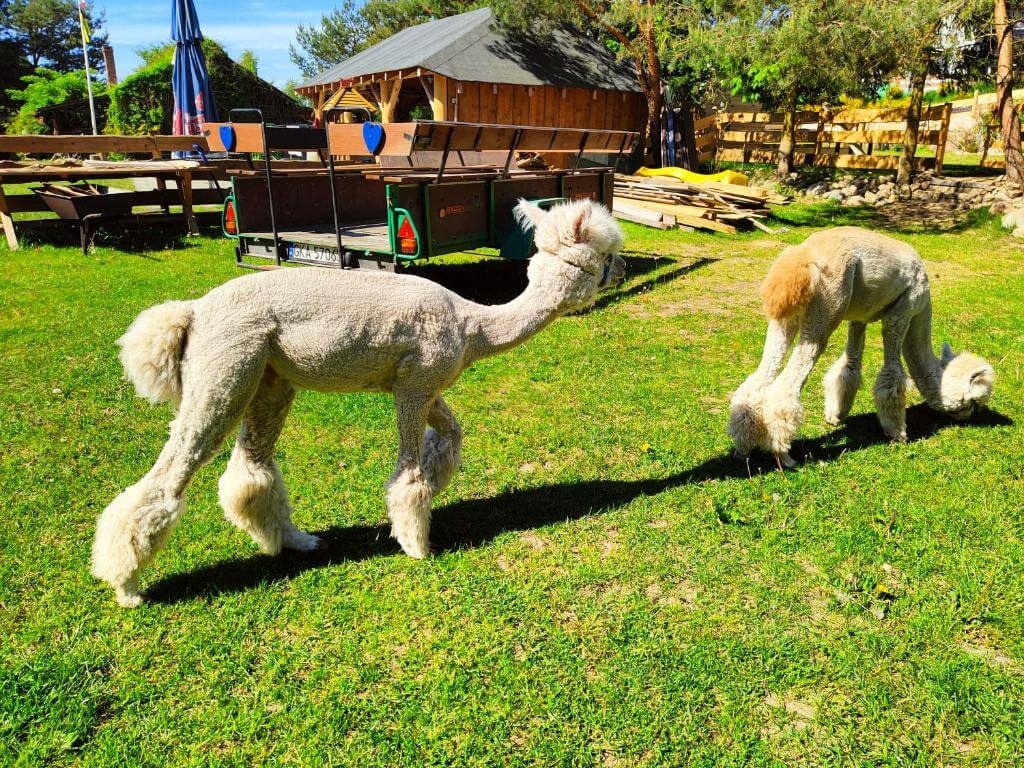 Tierra de Reyes + Parque Alpacas