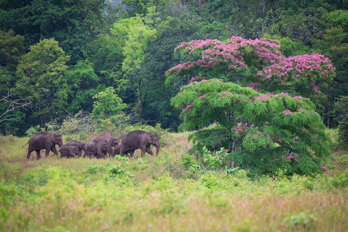 Khao Yai geschlossen: Nationalpark nach Überschwemmungen ohne Öffnungstermin
